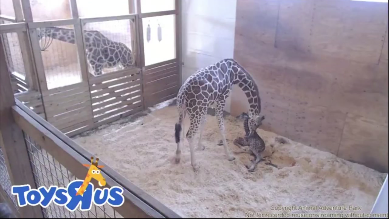 April the Giraffe finally gives birth